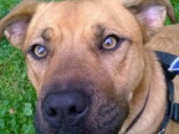 rhodesian_boxer_1_20220524_1047265748